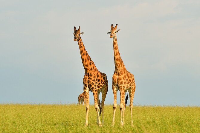 2 Day Guided Murchison Falls And Zziwa Rhino Trekking Safari - Seeing the Nile from the boat