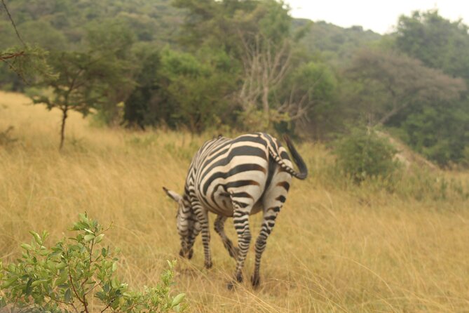 2 Day Lake Mburo National park wildlife Safari - The Lake Mburo boat cruise