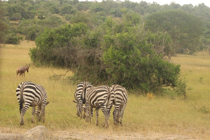 2 Day Lake Mburo National park wildlife Safari - Afternoon trails, dinner, and the overnight stay