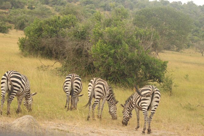 2 Day Lake Mburo National park wildlife Safari - The three-hour morning game drive