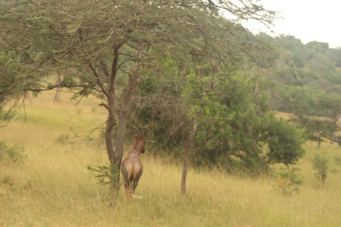 2 Day Lake Mburo National park wildlife Safari - What the $590 price really covers