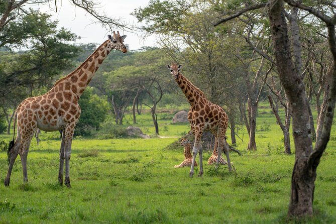 2-Day Wildlife Safari in Lake Mburo National Park - Leaving Kampala for Lake Mburo