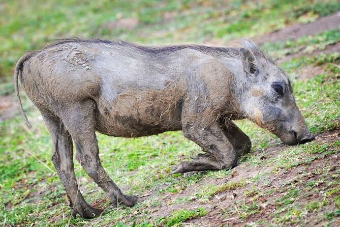 2-Day Wildlife Safari in Lake Mburo National Park - The Uganda Equator photo stop
