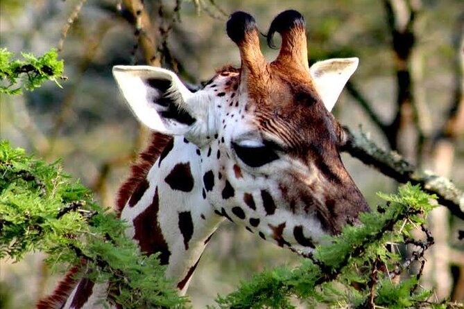 2-Day Wildlife Safari in Lake Mburo National Park - Choosing between a bike safari and another game drive