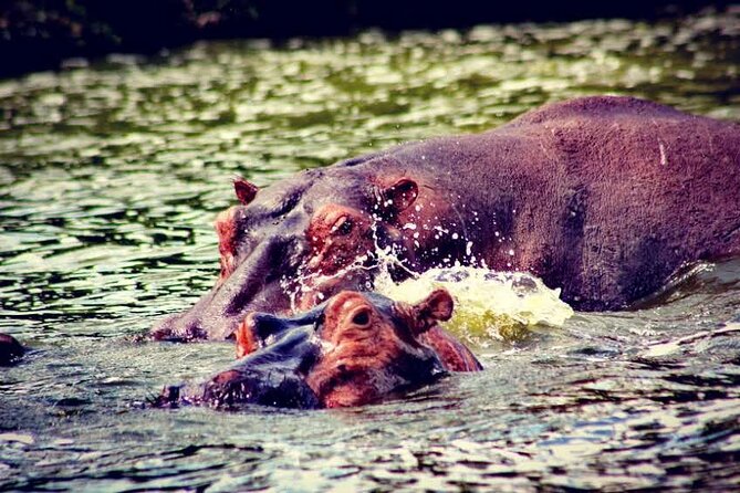 2-Day Wildlife Safari in Lake Mburo National Park - Meals, accommodation, and what the price covers