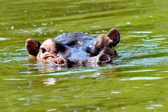 2-Day Wildlife Safari in Lake Mburo National Park - What the feedback tells you about the operator