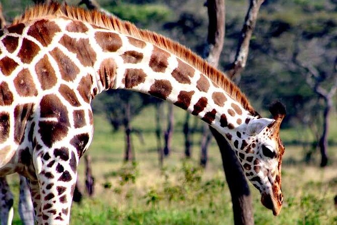 2-Day Wildlife Safari in Lake Mburo National Park - Who will get the most from this safari