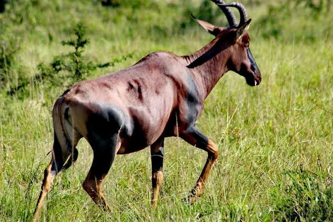 2-Day Wildlife Safari in Lake Mburo National Park - Lake Mburo after dark