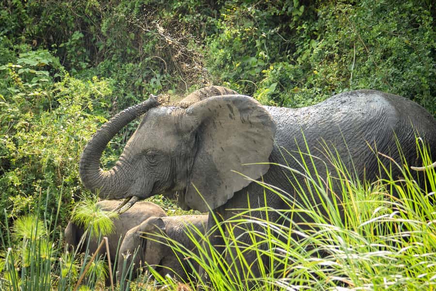 2 Days Big five Safari with Boat in Murchison Falls - Five details that shape the experience
