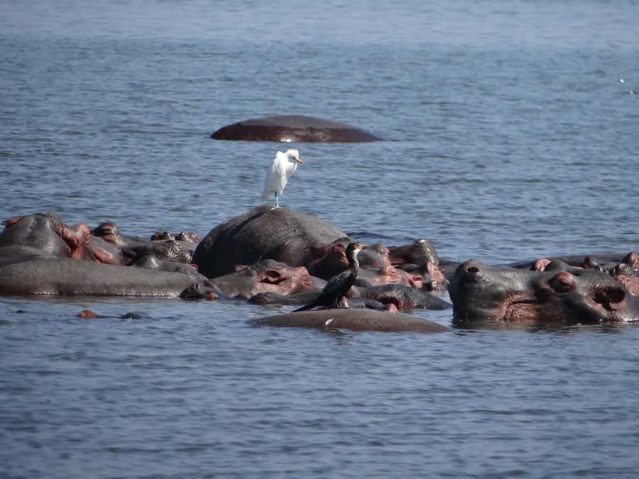 2 Days Big five Safari with Boat in Murchison Falls - Why Murchison Falls works well for a two-day safari