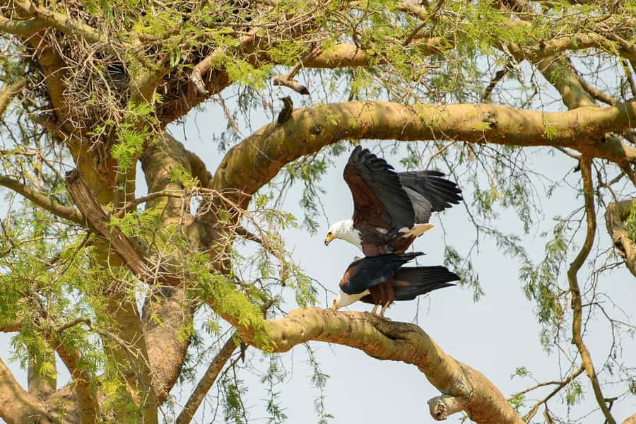 2 Days Big five Safari with Boat in Murchison Falls - Rhino tracking at Ziwa Rhino Sanctuary
