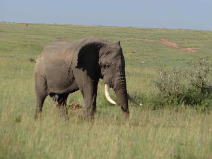 2 Days Big five Safari with Boat in Murchison Falls - The early road from Entebbe or Kampala