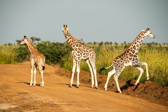 2 Days Budget Safari to Murchison Falls National Park - Key points at a glance