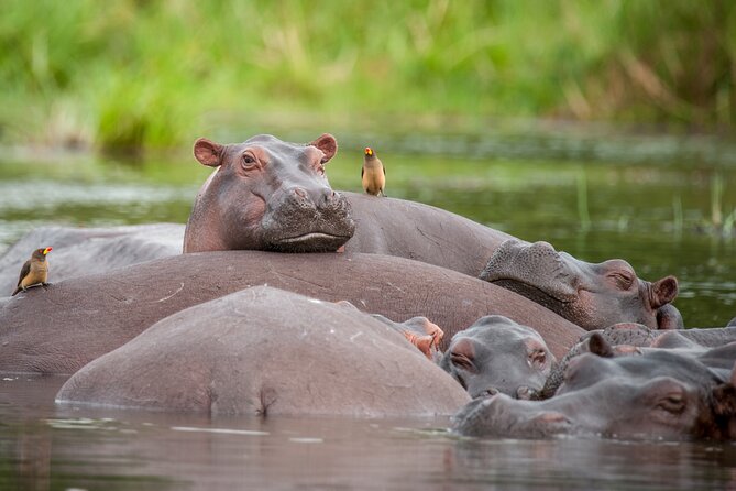 2 Days Budget Safari to Murchison Falls National Park - The early morning game drive