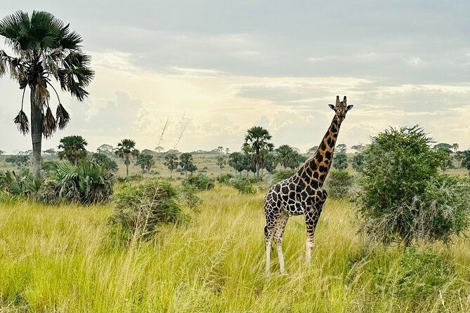 2 Days Budget Safari to Murchison Falls National Park - The top of Murchison Falls