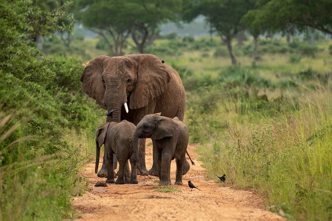 2 Days Budget Safari to Murchison Falls National Park - The 2:30 p.m. Nile cruise