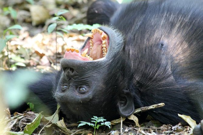2 Days Chimpazee Safari In kibale Forest Park Uganda. - Why Kibale works for a short chimpanzee safari