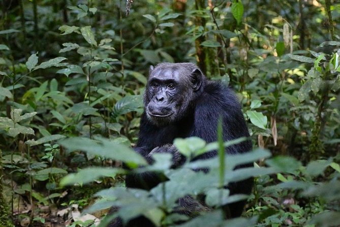 2 Days Chimpazee Safari In kibale Forest Park Uganda. - On foot in the forest