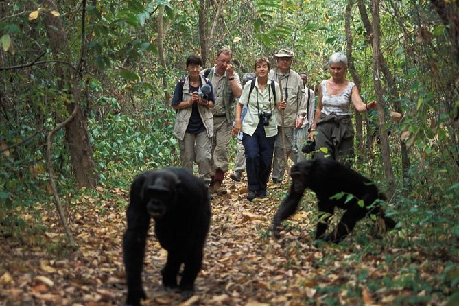 2 Days Chimpazee Safari In kibale Forest Park Uganda. - The Budongo question deserves attention