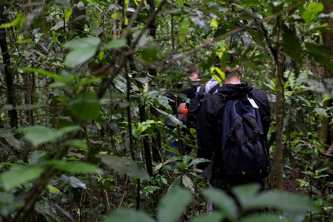2 Days Chimpazee Safari In kibale Forest Park Uganda. - Practical ways to get more from the two days