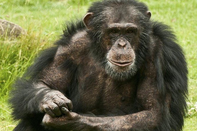 2 Days Chimpazee Safari In kibale Forest Park Uganda. - Day one: Kampala to Fort Portal and Kibale