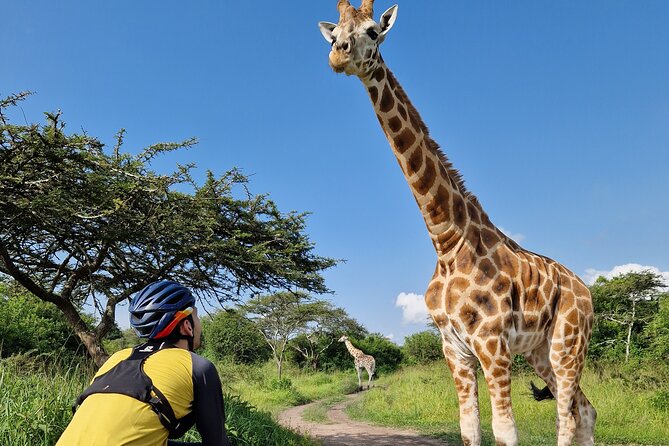2 Days Cycling Safari To Lake Mburo National Park - The optional night safari