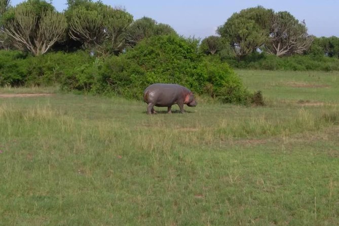 2 Days Family Safari to Murchison Falls Park Uganda - The game drive searches the Delta and open park country