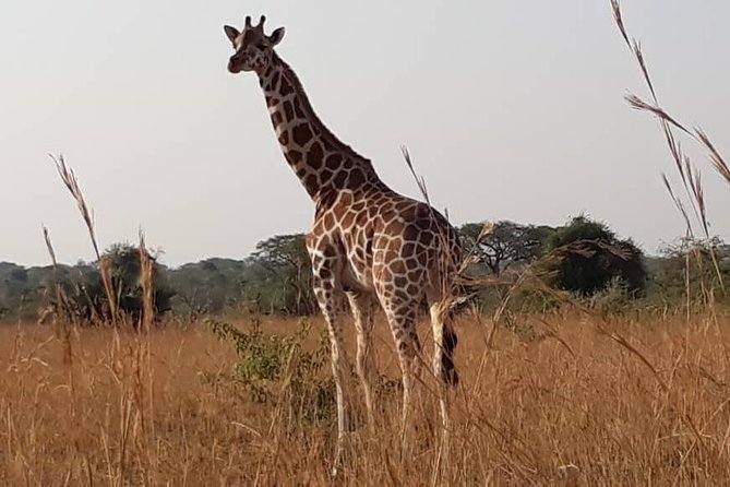 2 Days Family Safari to Murchison Falls Park Uganda - What the $2,100 group price really buys