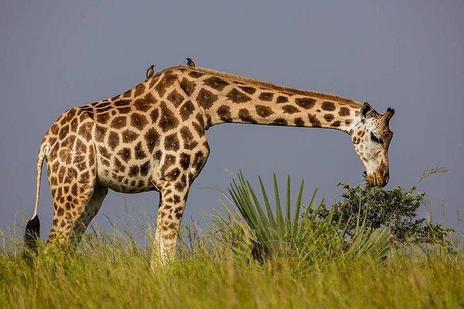 2 Days Family Safari to Murchison Falls Park Uganda - Guides can shape the whole experience