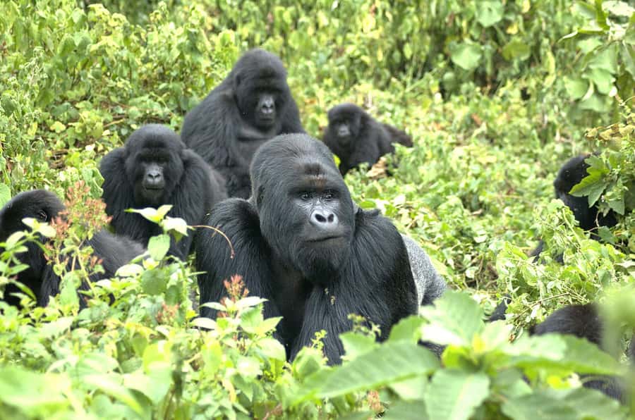 2 Days Gorilla Trekking in Uganda (Bwindi N.P) - Why this two-day gorilla trip works