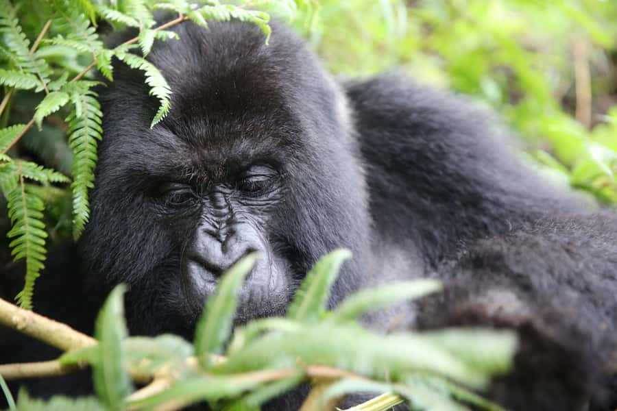 2 Days Gorilla Trekking in Uganda (Bwindi N.P) - The road from Rwanda to Uganda
