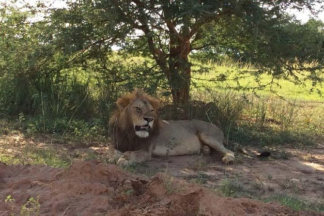 2 days Murchison Falls and Wildlife Game Viewing - Why this short safari works