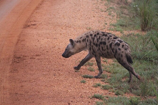 2 days Murchison Falls and Wildlife Game Viewing - The optional Ziwa Rhino Sanctuary stop