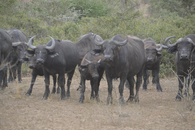 2 days Murchison Falls and Wildlife Game Viewing - Is $690 per person fair?