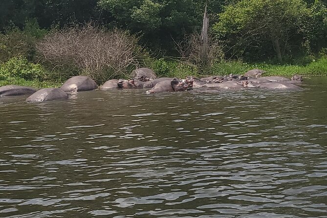 2 Days Murchison Falls Park Vacation - Game drives and the search for the Big Five