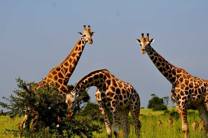 2 Days Murchison Falls Park Vacation - Nile Breeze Lodge and the overnight stop