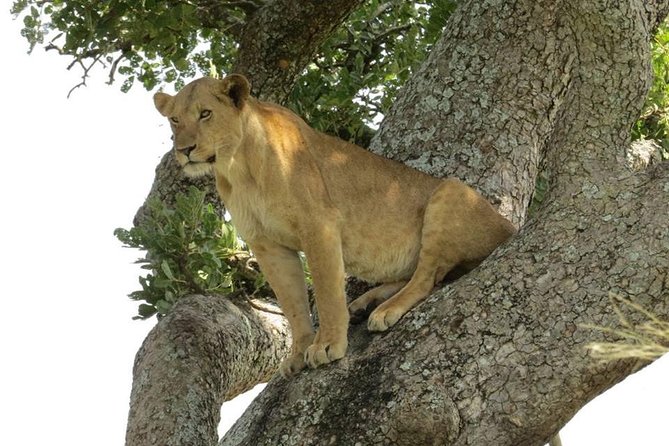 2 Days Popular Safari to Lake Mburo National Park - Entering through Nshara Gate on day one