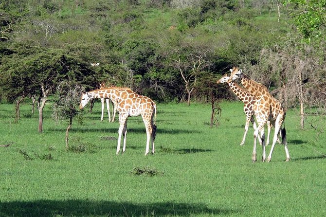 2 Days Popular Safari to Lake Mburo National Park - The 6:30 a.m. start from Kampala or Entebbe