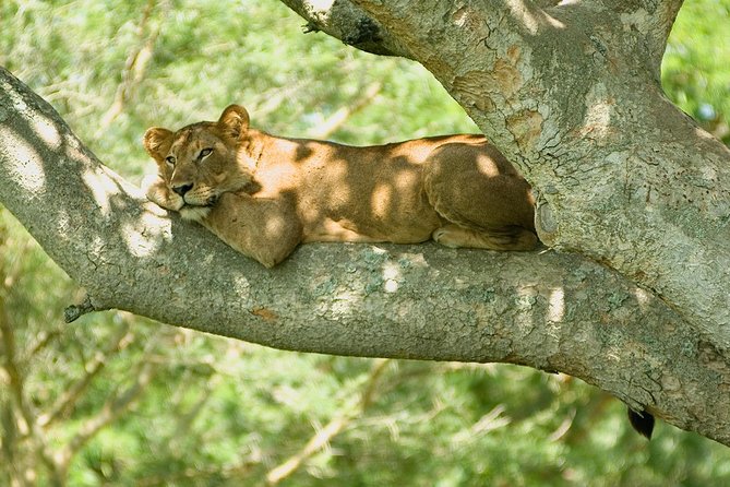2 Days Safari To Queen Elizabeth National Park with Cruise - What the two-day schedule really means