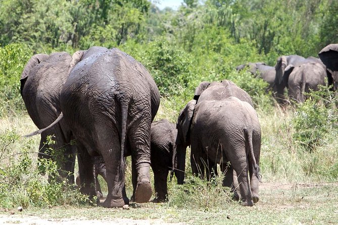2 Days Safari To Queen Elizabeth National Park with Cruise - An overnight stay that keeps the safari moving