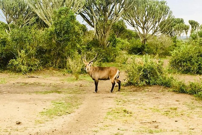 2 Days Safari To Queen Elizabeth National Park with Cruise - The Kasenyi game drive on Day 2