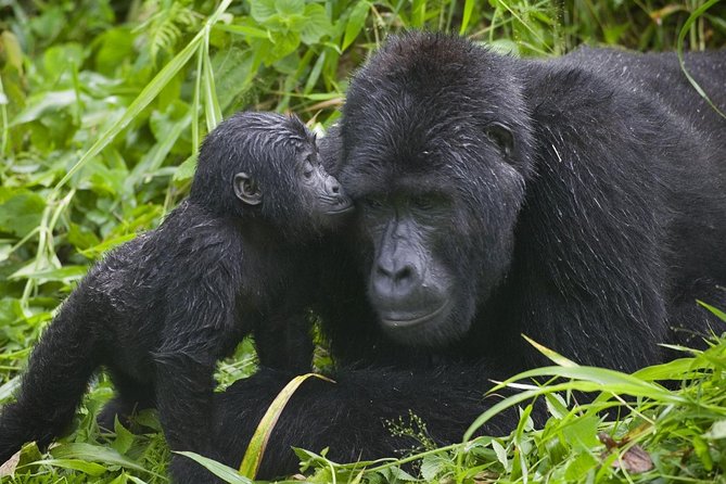 2days Bwindi NP gorilla trekking - Timing, cancellation, and weather concerns