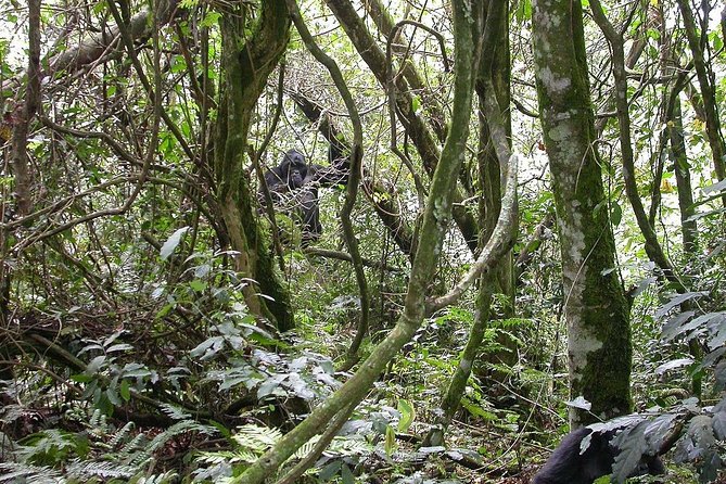 2days Bwindi NP gorilla trekking - What to ask before you pay
