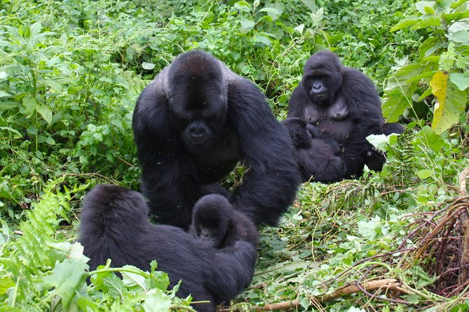 3 Day Bwindi gorilla flying in safari - Day 1: From Kampala or Entebbe to Bwindi
