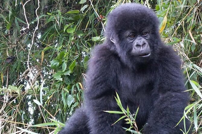 3-Day Climax Guided Gorilla Trekking Mist and Batwa Safari - Why this Uganda trip is more than a gorilla permit