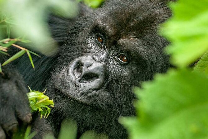 3-Day Climax Guided Gorilla Trekking Mist and Batwa Safari - Day one: Kampala, the Equator, and the road to Bwindi