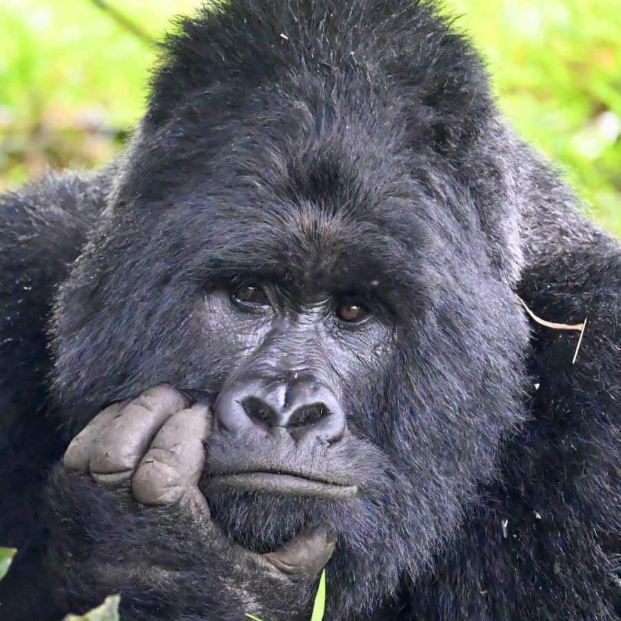 3-Day Gorilla Experience In Uganda - Key points before you book