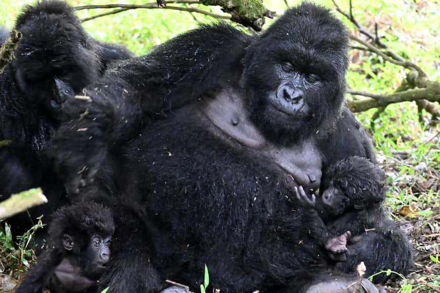 3-Day Gorilla Experience In Uganda - Why this short Uganda trip works