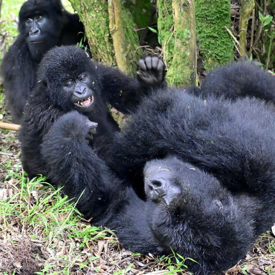 3-Day Gorilla Experience In Uganda - Day two: the gorilla trek in Bwindi