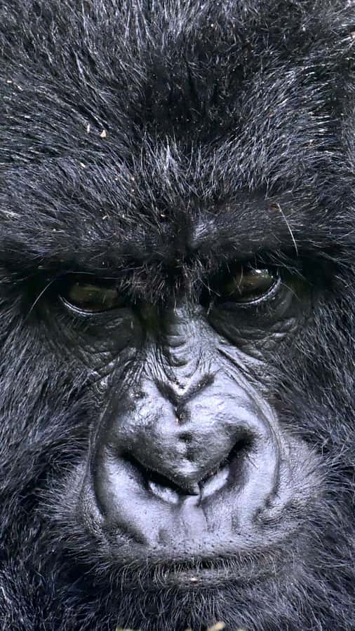 3-Day Gorilla Experience In Uganda - What the price includes, and what it leaves out